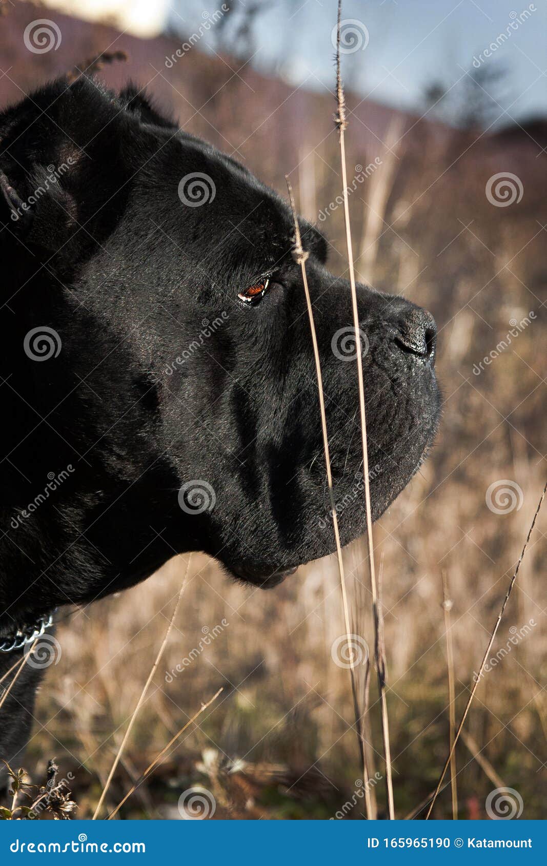 cane corso kane dog