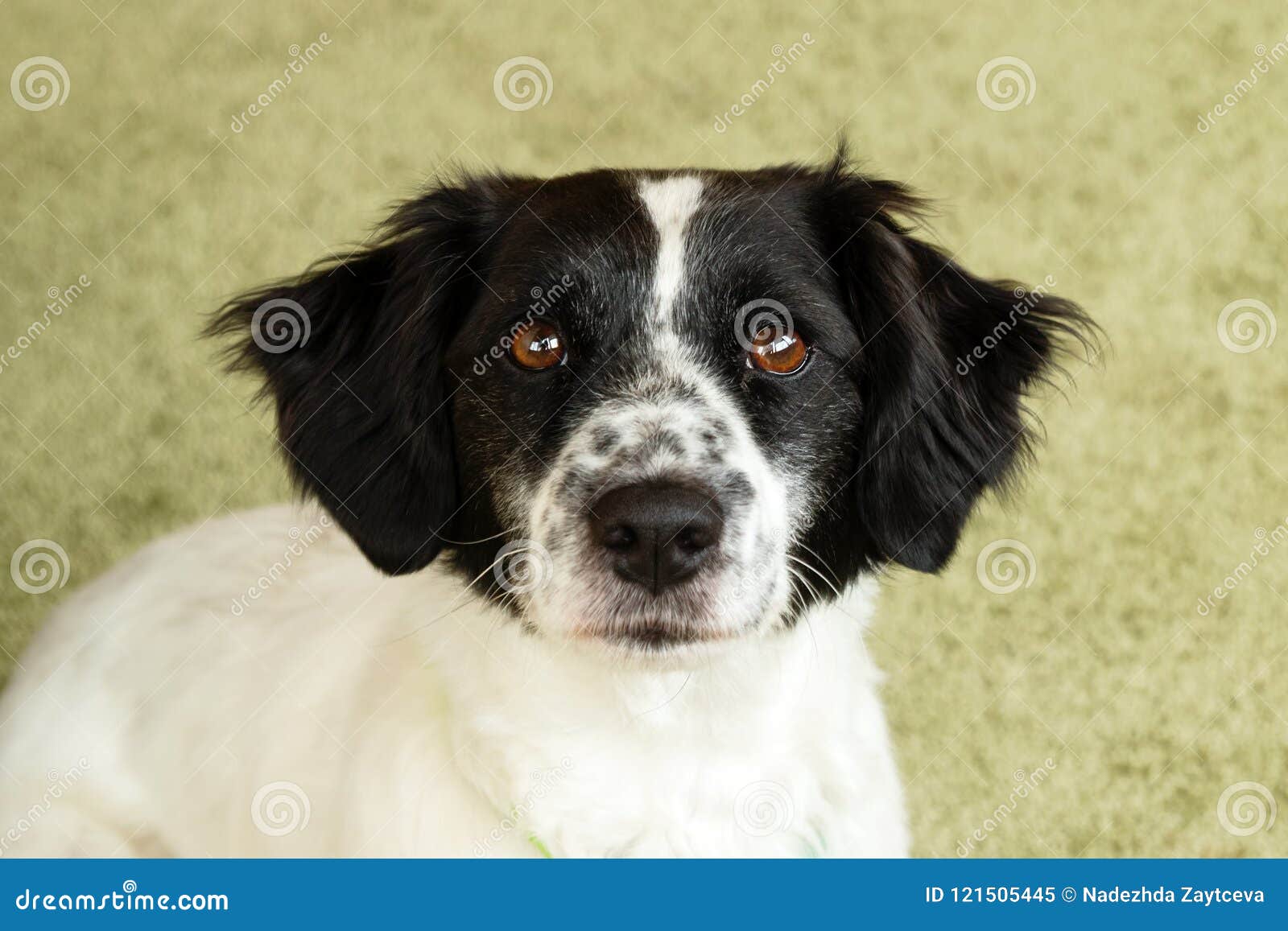Portrait of Beautiful Black and White Long-haired Dog. Stock Image - Image  of long, breed: 121505445