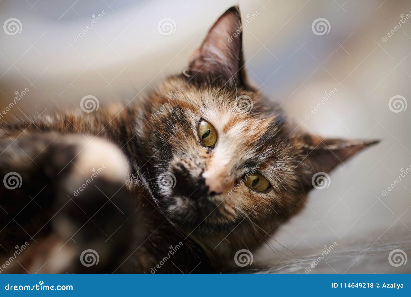 Portrait of the Cat of a Multi-colored Color Stock Photo - Image of