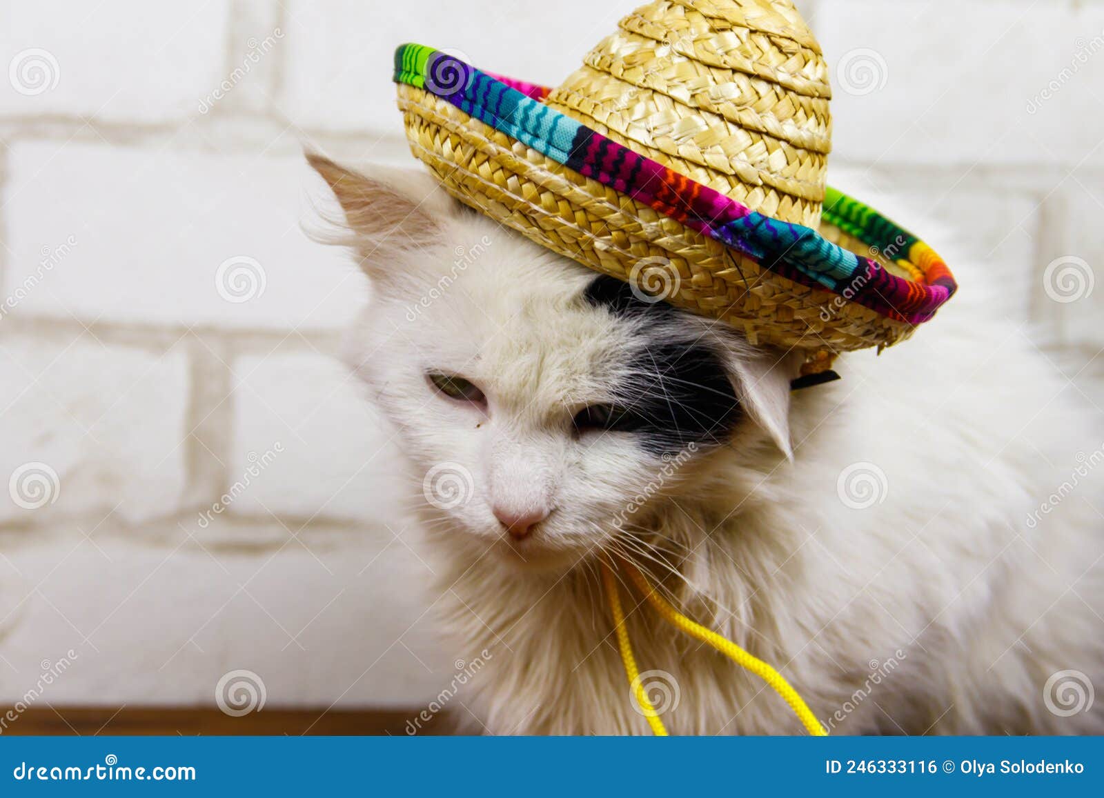 Portrait of Beautiful Cat Sombrero Hat Stock - mexican, beautiful: 246333116