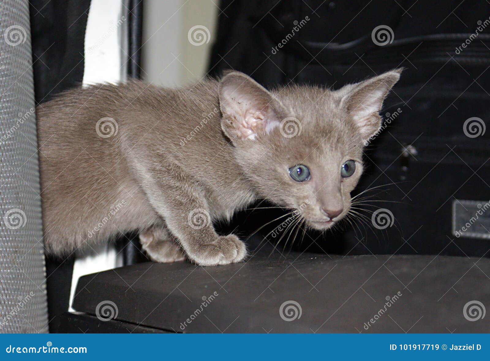 Portrait of Beautiful Charming Violet Oriental Kitten Stock Image