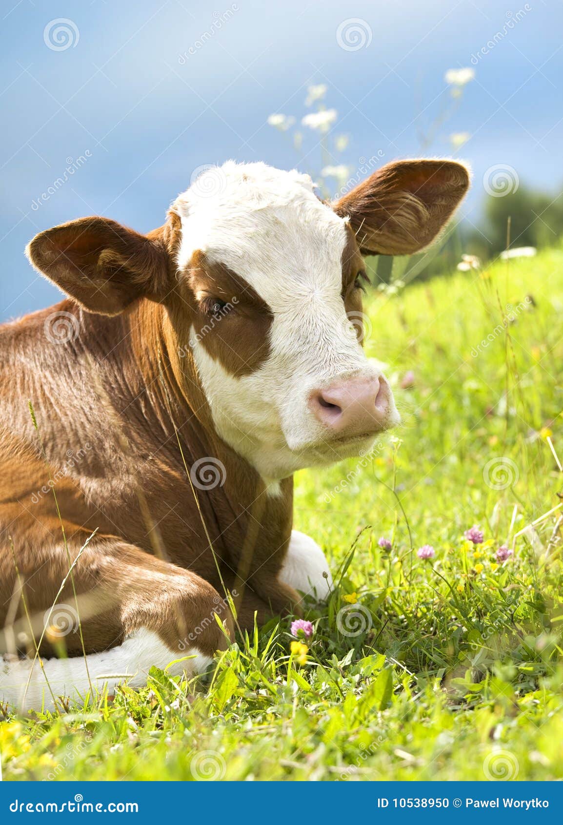 Portrait of a Beautiful Cow on the Grass Stock Photo Image of meadow