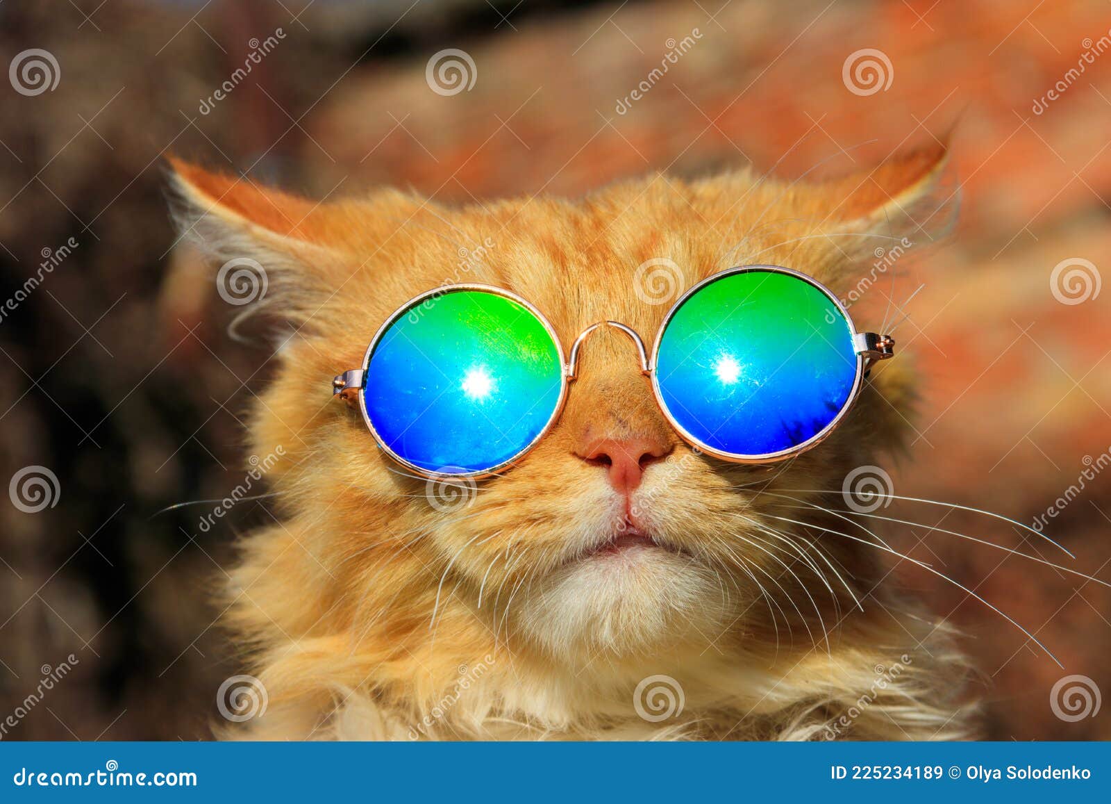 Portrait of Beautiful Cute Fluffy Ginger Cat Wearing Sunglasses ...