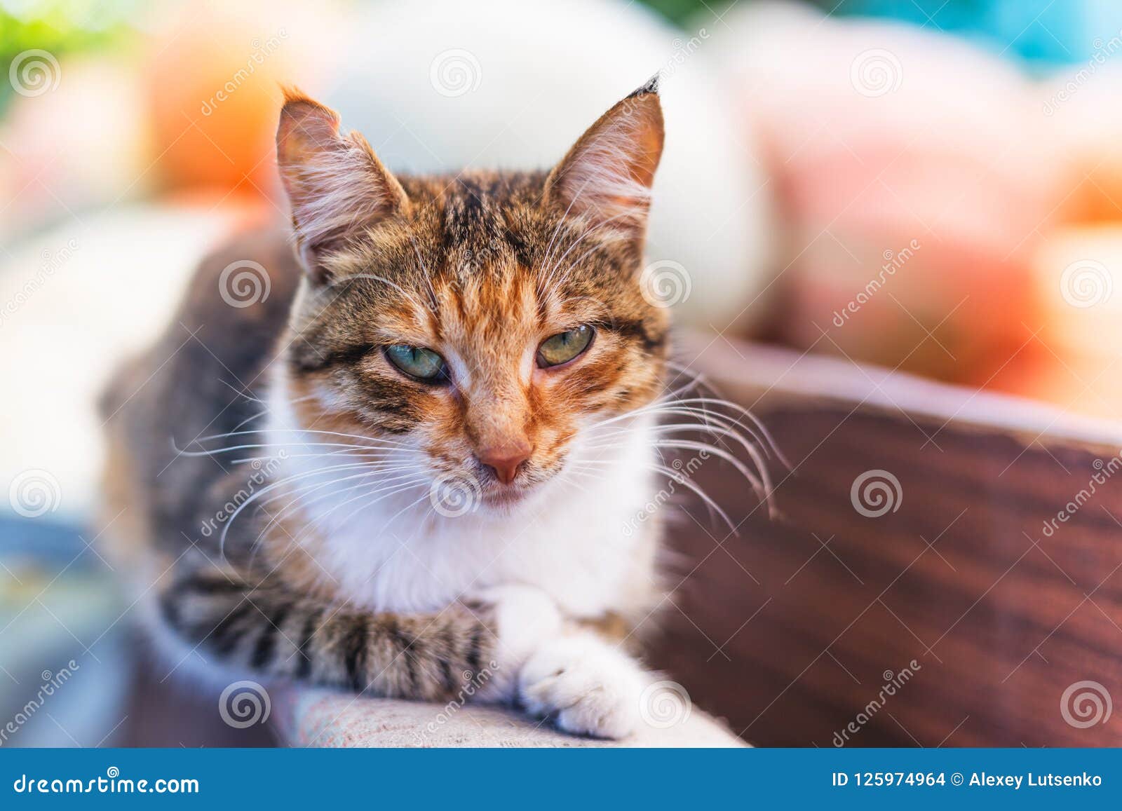 Portrait of a Beautiful Cute Red Cat Stock Photo Image of look, house
