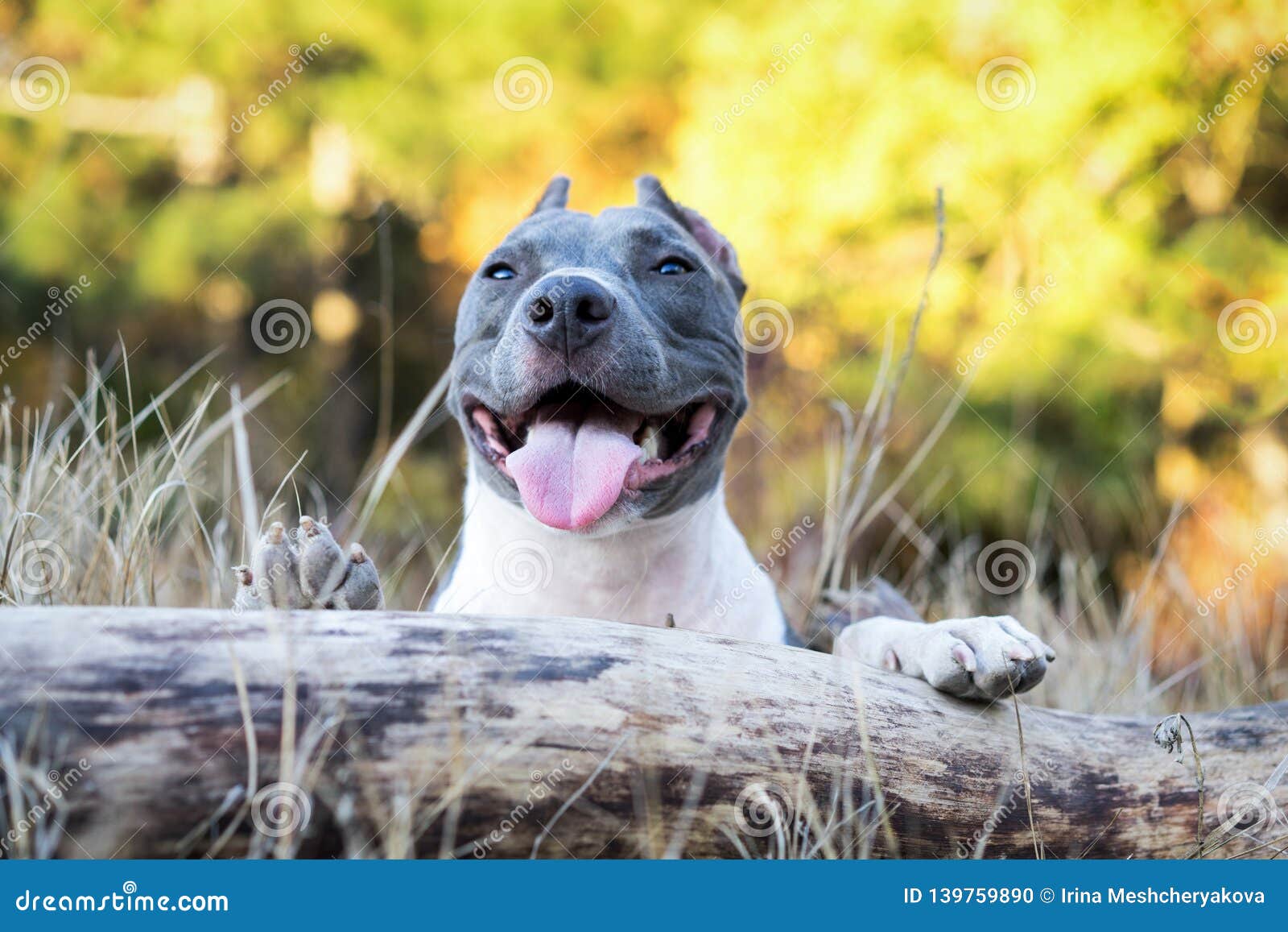 staffordshire bull pups