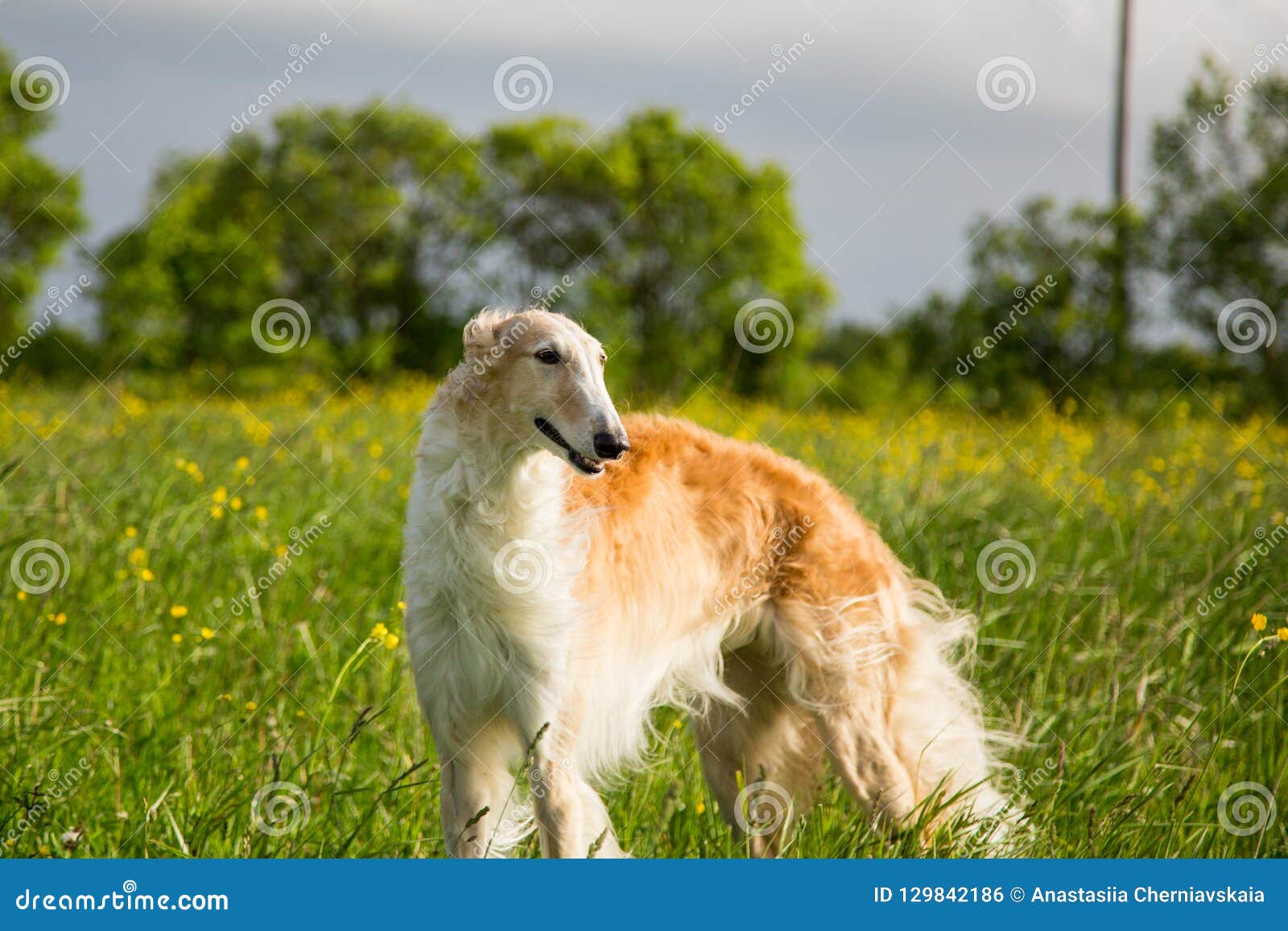 Portrait Of Beautiful Dog Breed Russian Borzoi Standing In The Green Grass And Yellow Buttercup Field In Summer Stock Photo Image Of Hunt Copyspace 129842186