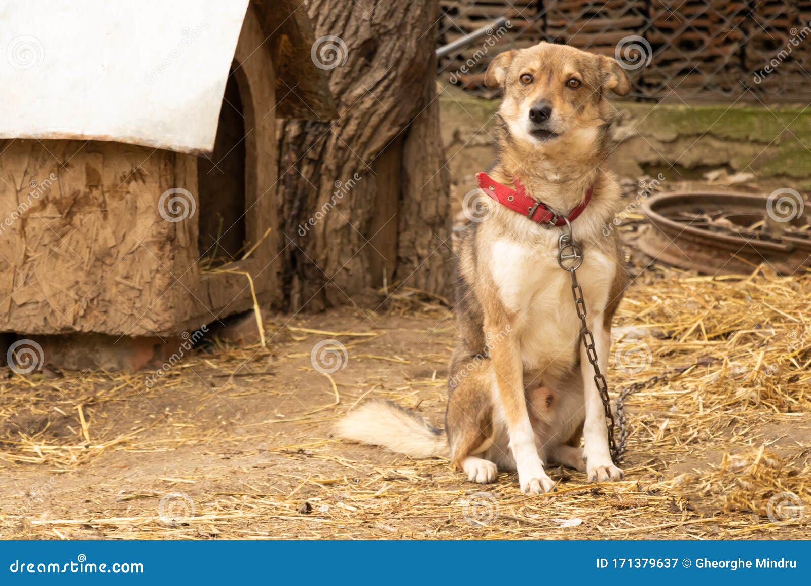Portrait of a Beautiful Dog that Guards the House Stock Image Image
