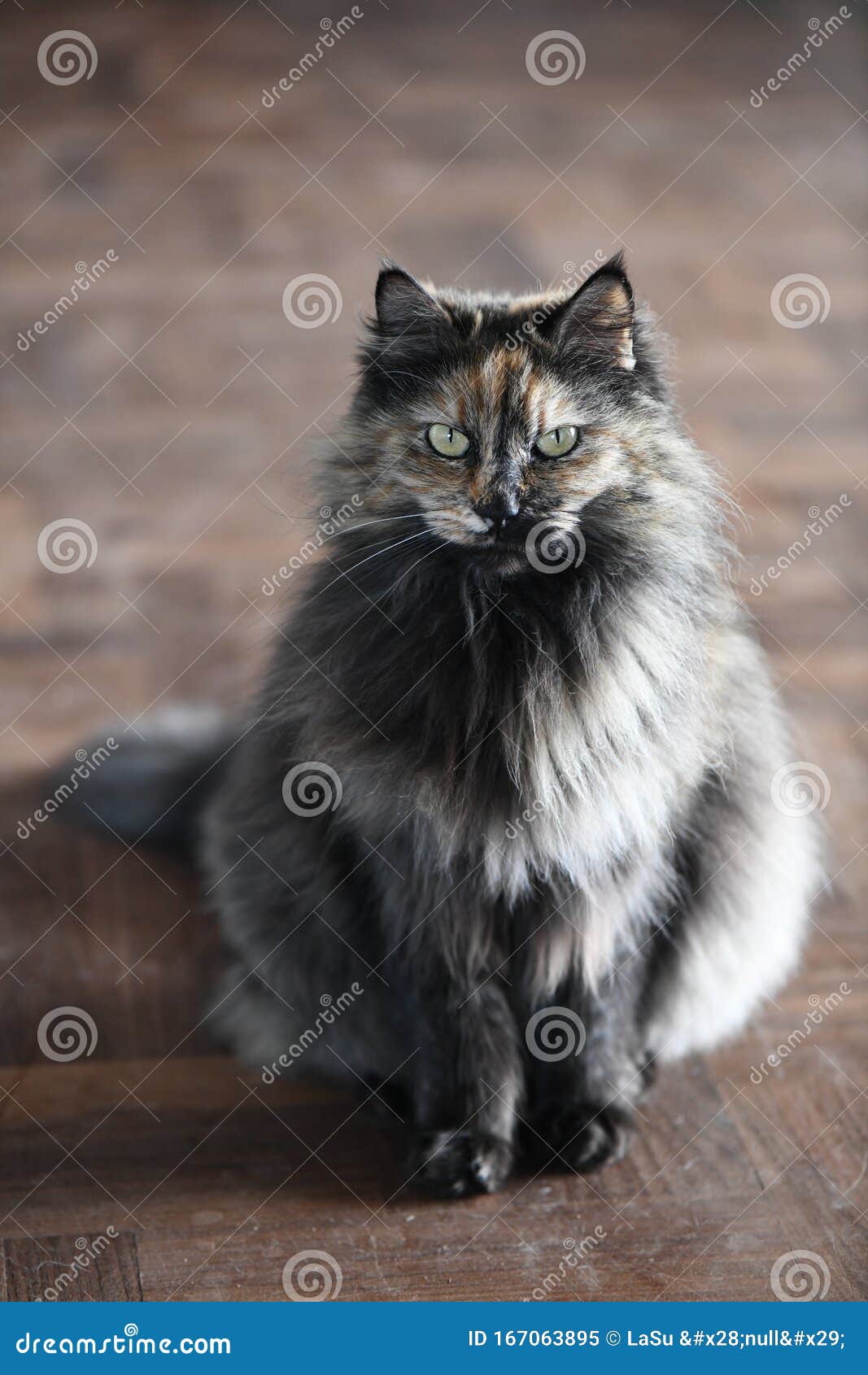 Beautiful Long-haired Tortoiseshell Cat Stock Image - Image of domestic,  grey: 167063895