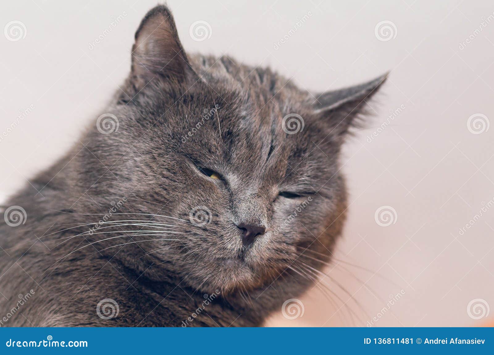 Portrait of a Beautiful Gray Cat with Eyes Closed Stock Image Image