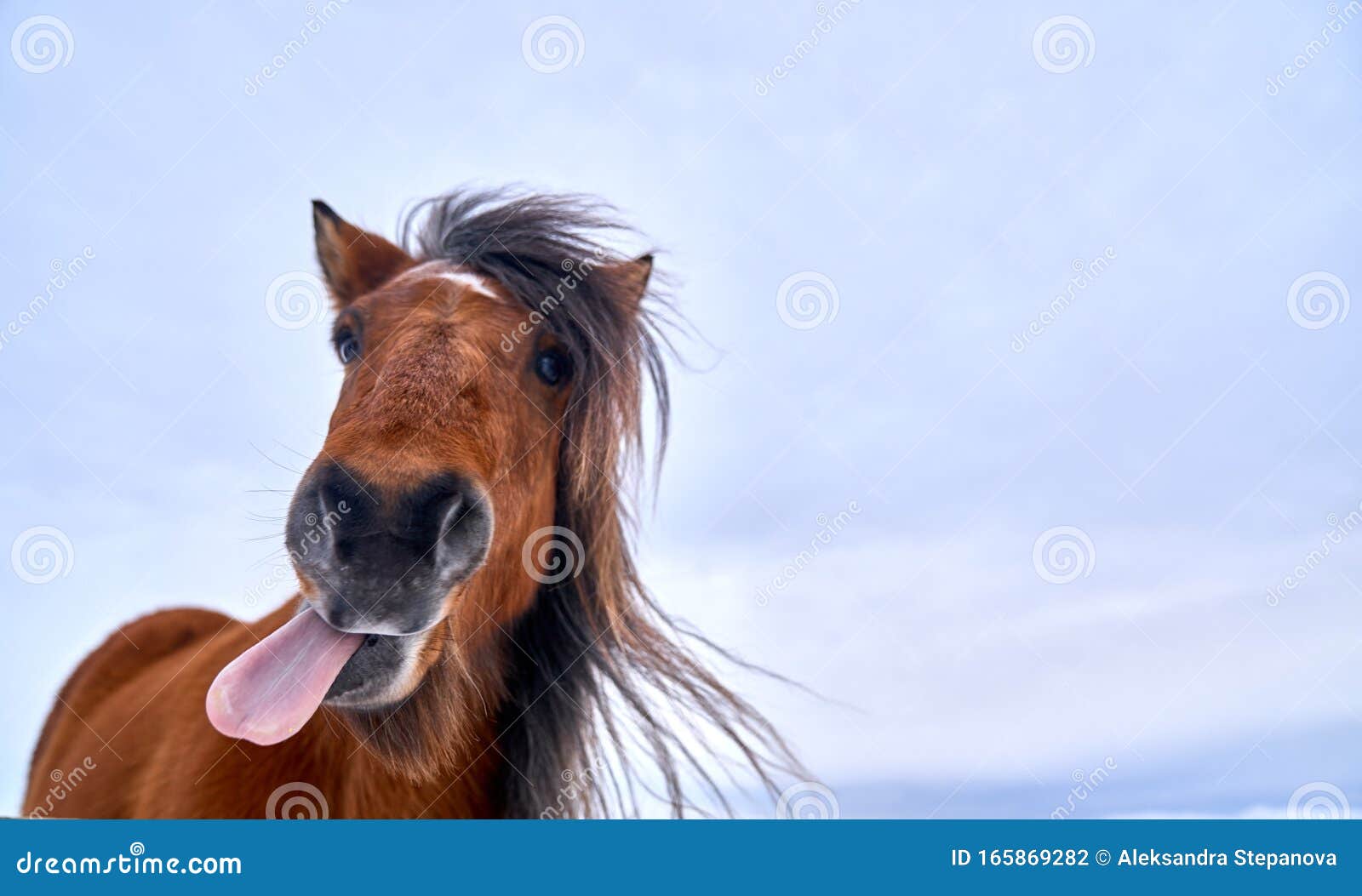 a horse with its tongue sticking out of its mouth