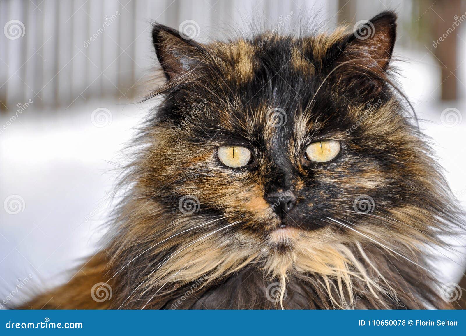 Portrait of Beautiful Long Hair Tortoiseshell Cat with Yellow Eyes Stock  Photo - Image of curious, whiskers: 110650078