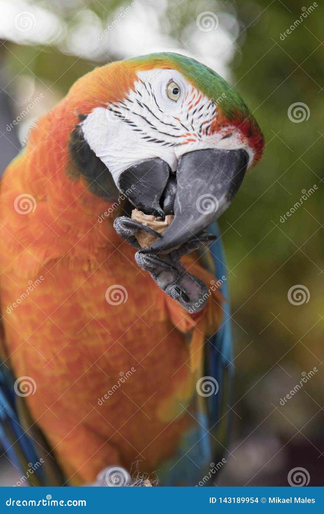 Portrait of a Beautiful Macaw Parrot Eating a Nut Stock Photo Image