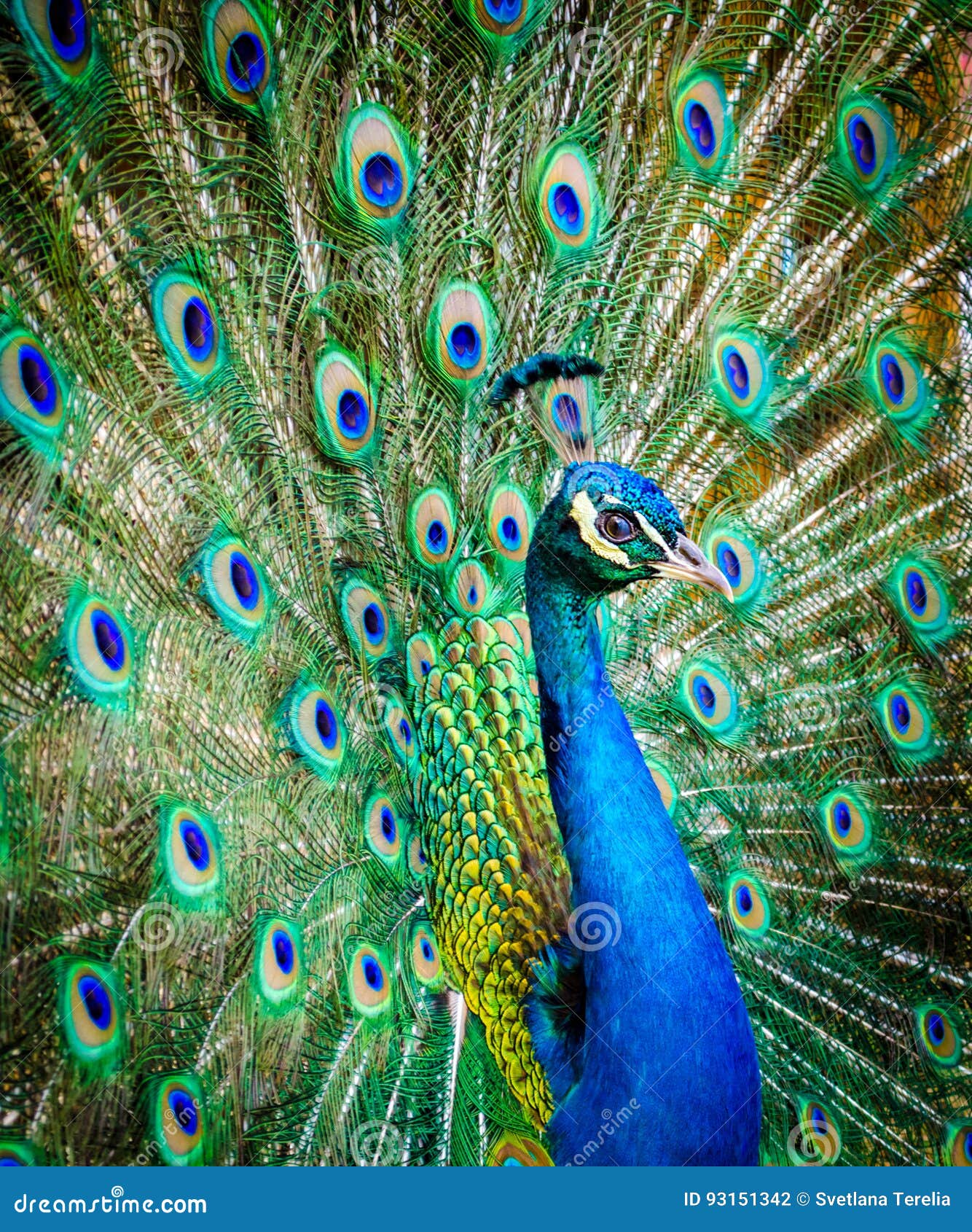 Portrait of a Beautiful Peacock. Photo of Wild Animals. Peacock Stock Photo  - Image of closeup, display: 93151342