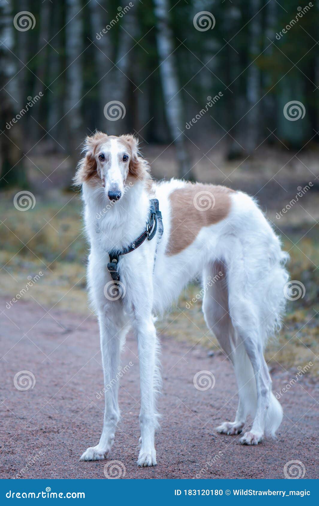 Portrait Of A Beautiful Russian Greyhound Borzoi Dog Looking In The Spring Park Stock Photo Image Of Love Portrait 183120180