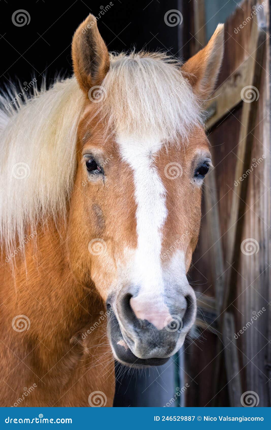 Portrait of a Beautiful Tan Colored Horse with a Beige Mane and a White Stripe on the Muzzle