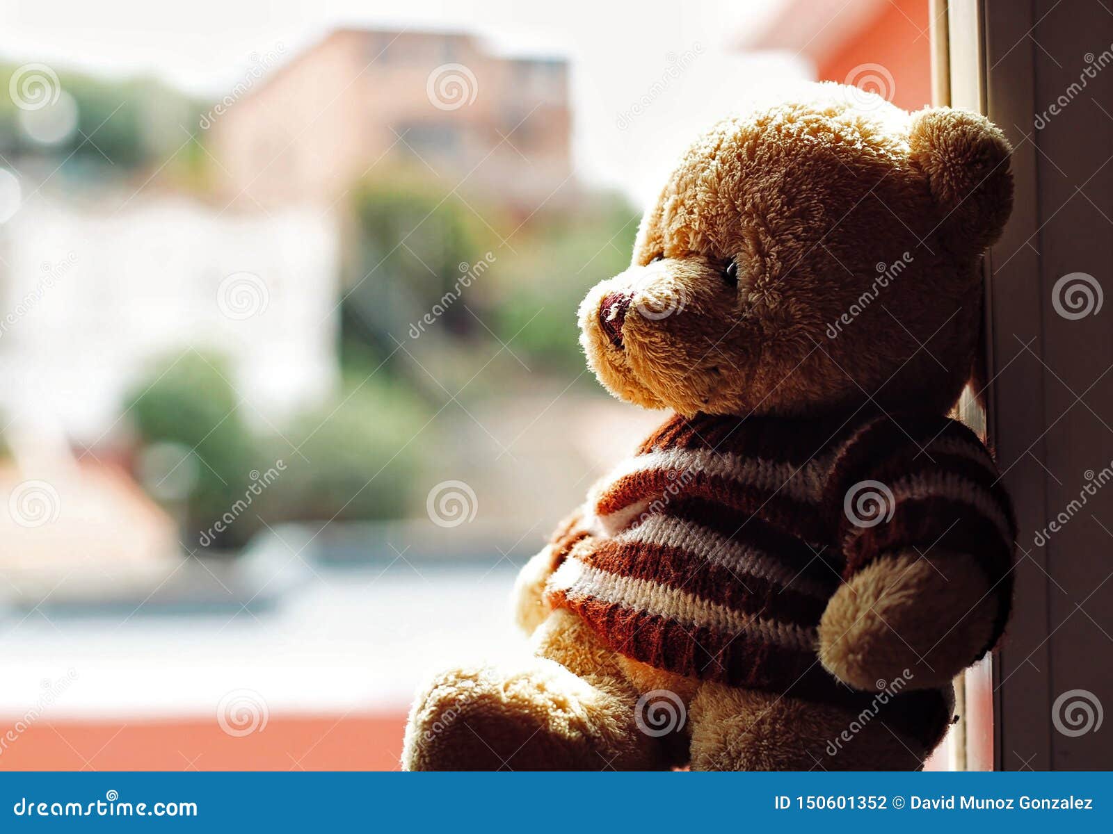 portrait of a beautiful teddy bear.