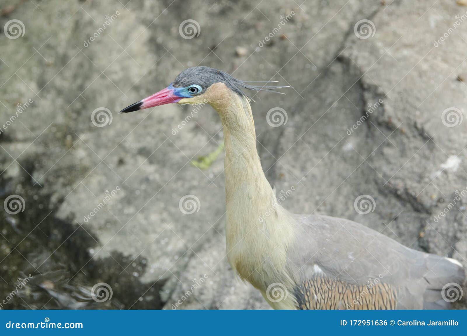 portrait of a whistling heron, syrigma sibilatrix; specimen in captivity