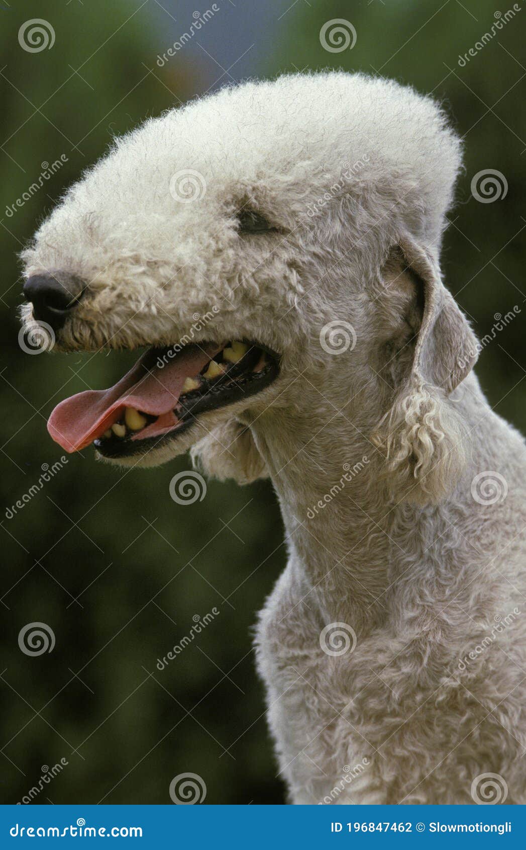 Portrait of Bedlington Terrier Dog Stock Photo Image of white, tongue