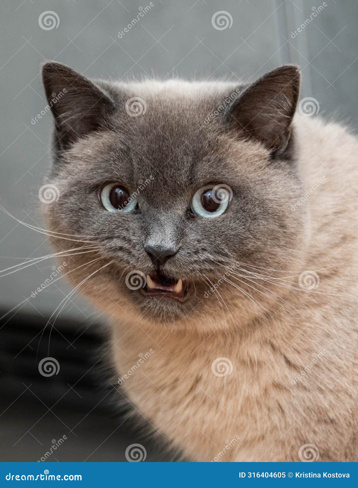 portrait of a beige british short hair cat