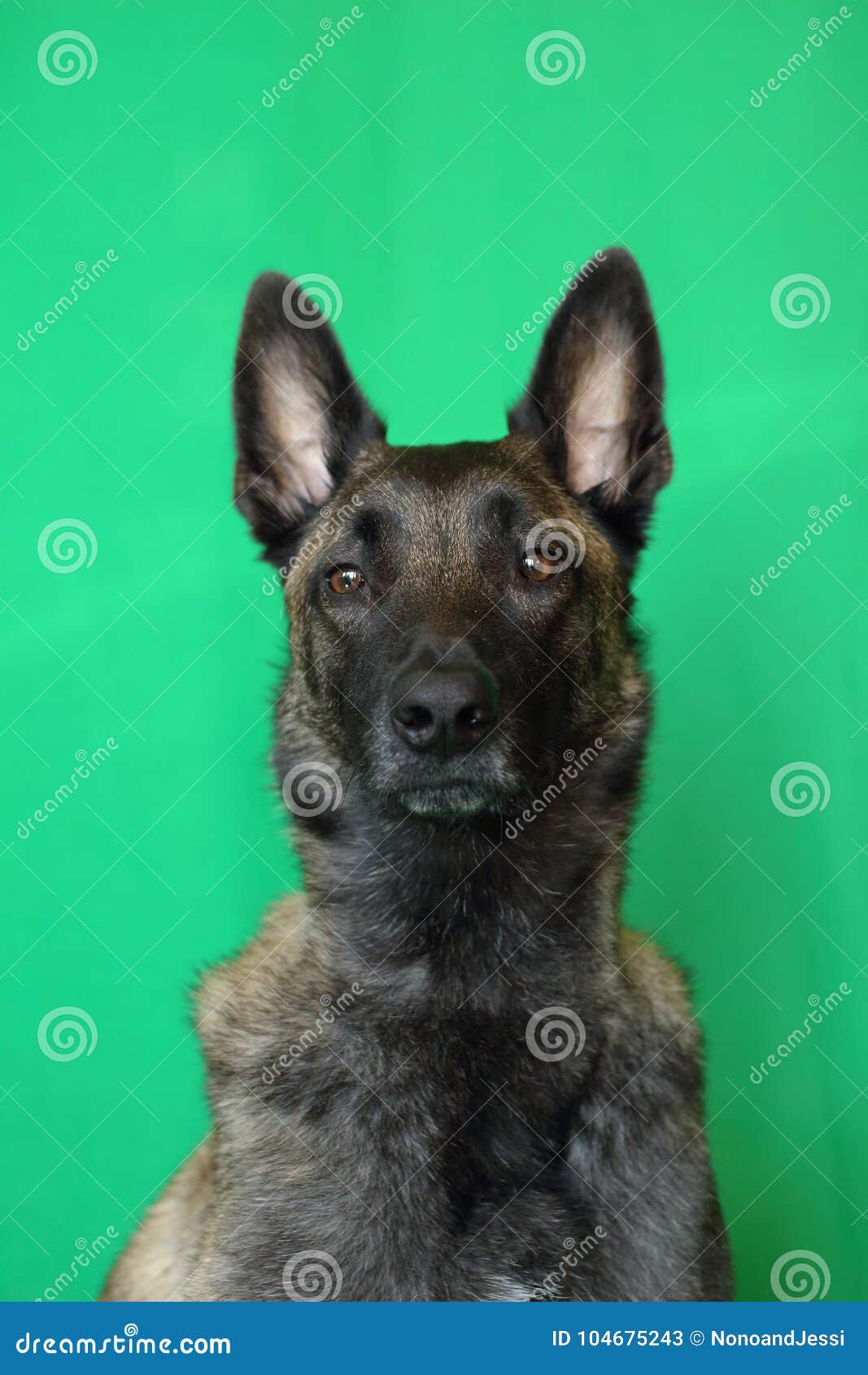 portrait of a belgian shepherd dog malinois charbonnÃÂ©e with a proud and powerful port of the head to the attentive glance