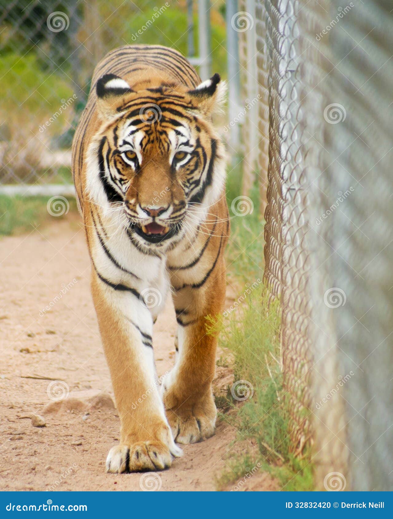 download tigers cage 1990 torrent download tigers cage 1990 torrent
