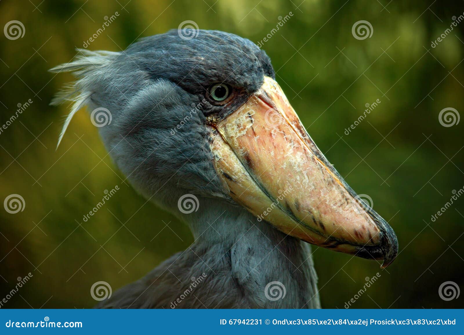 Shoebill Balaeniceps Rex Hidden In The Green Vegetation Portrait Of Shoebill Balaeniceps Rex Hidden In The Green Vegetation Portrait Of