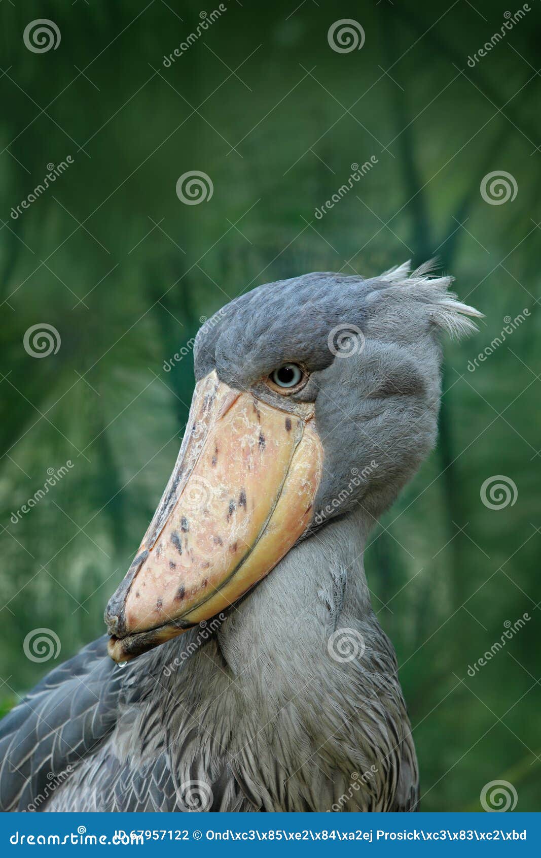 Shoebill Balaeniceps Rex Hidden In The Green Vegetation Portrait Of Shoebill Balaeniceps Rex Hidden In The Green Vegetation Portrait Of