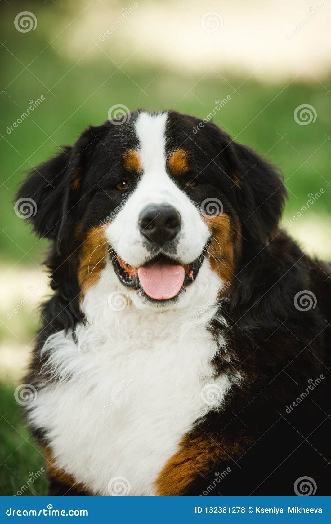 big bernese mountain dog