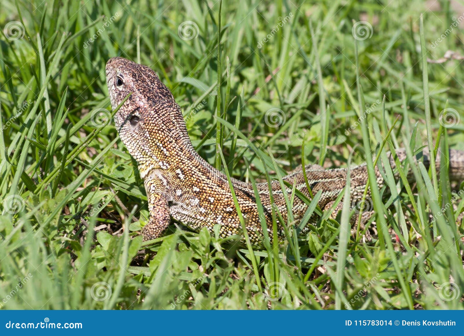 Portrait of a Big Green Lizard in a Thicket Hiding Looking and Hunting