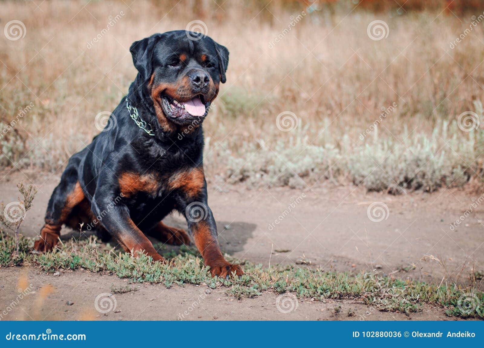 rottweiler dog big