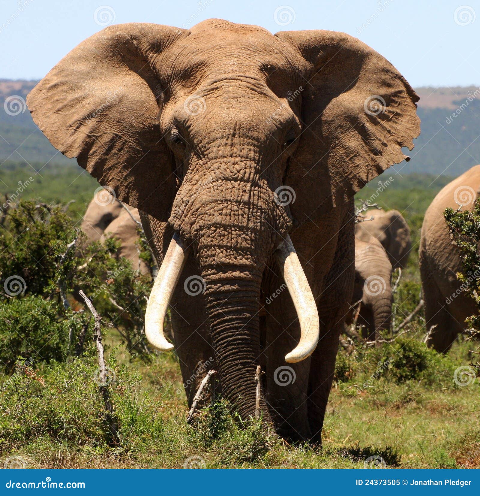 portrait of a big tusker bull elephant