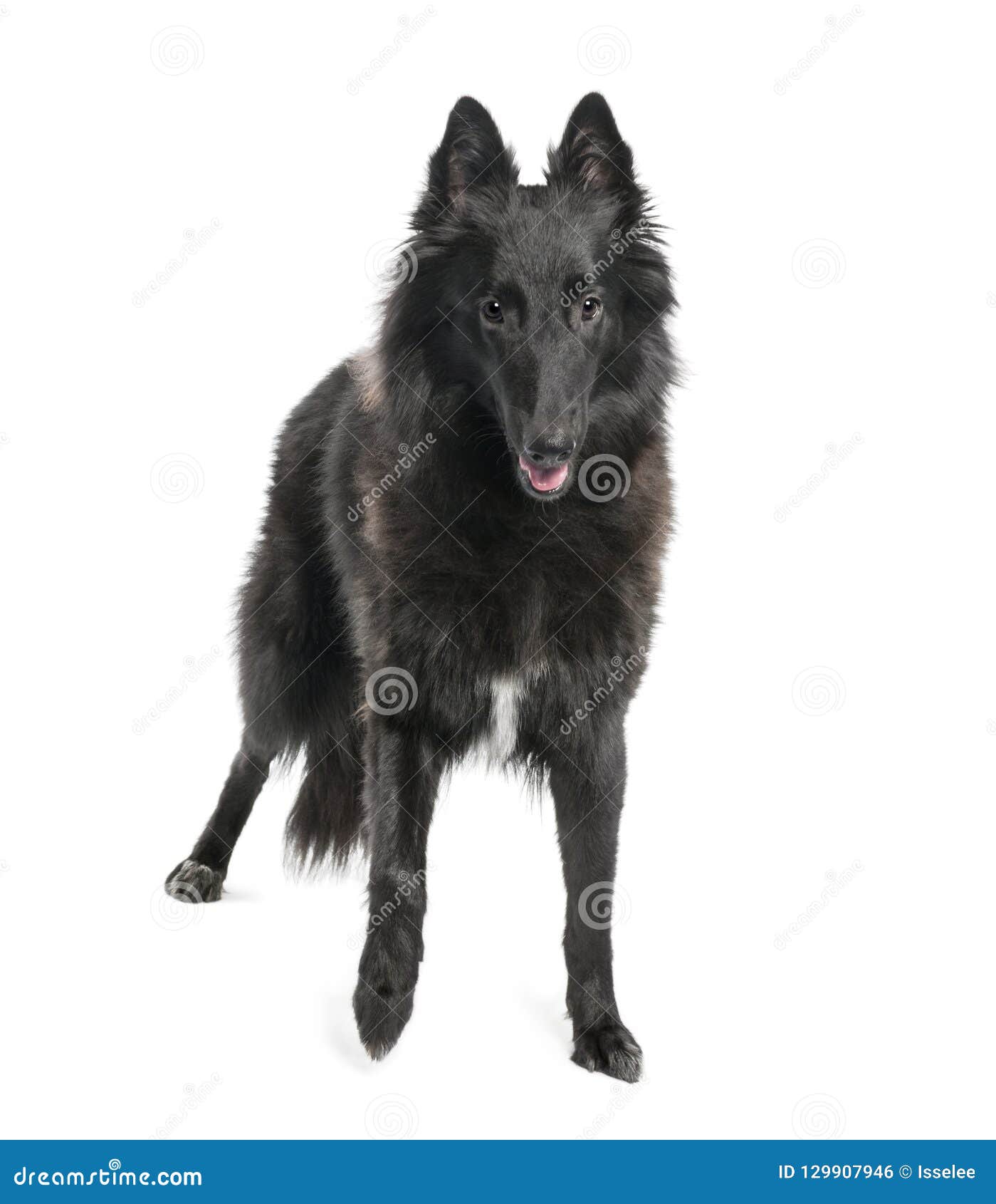 Portrait of Black Dog Standing in Front of White Backgro Stock Photo ...