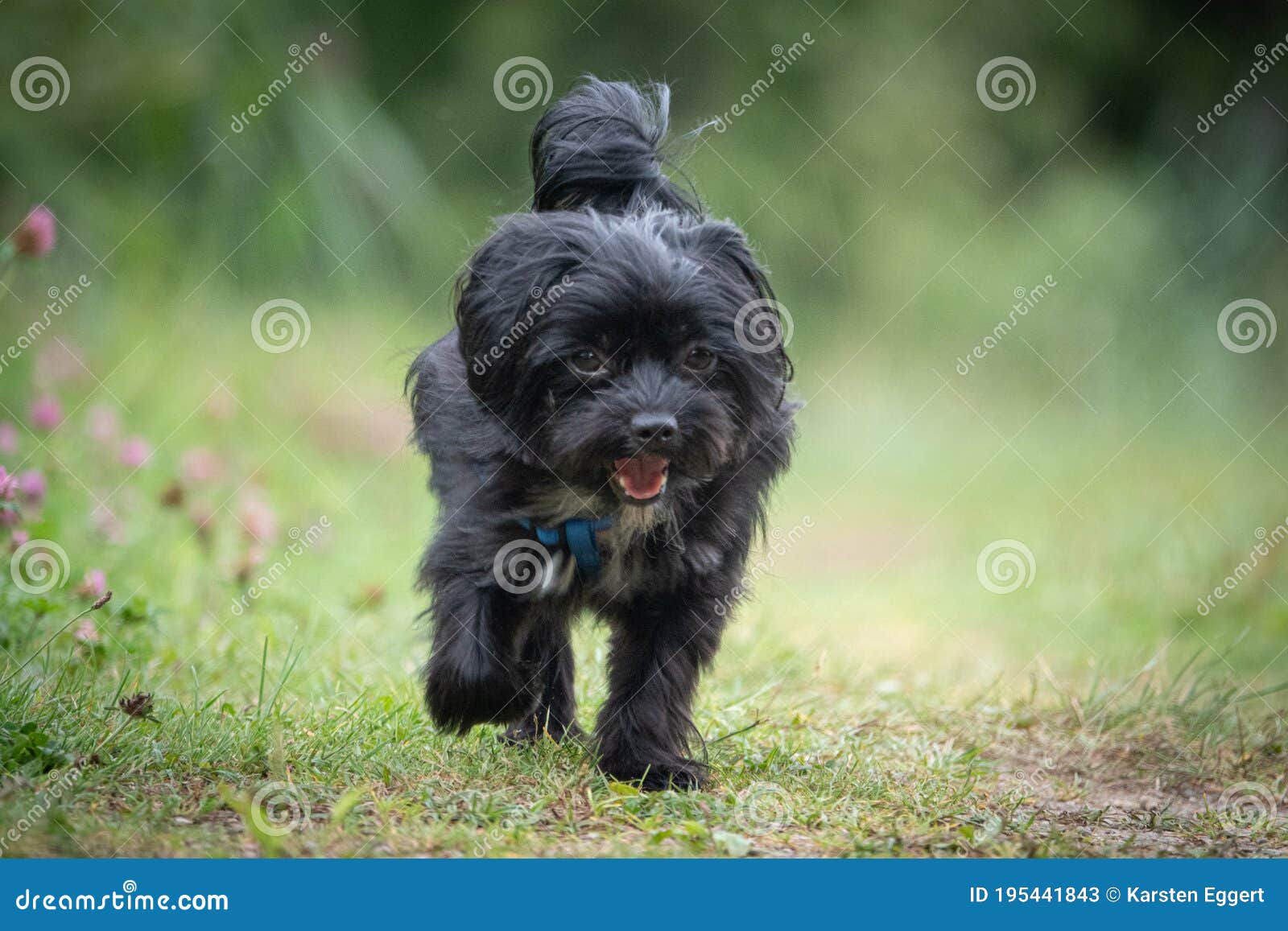 Portrait of a Black Bolonka Zwetna Dog Stock Image - Image of adorable ...