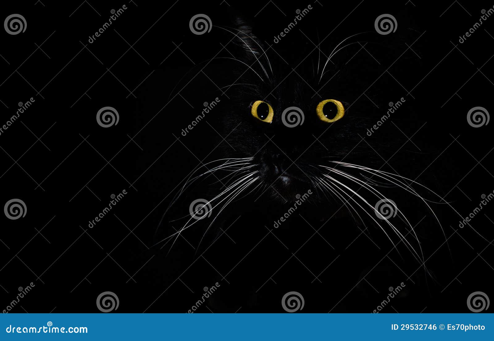 A Portrait of a Black Cat in a Dark Room Stock Photo - Image of colour