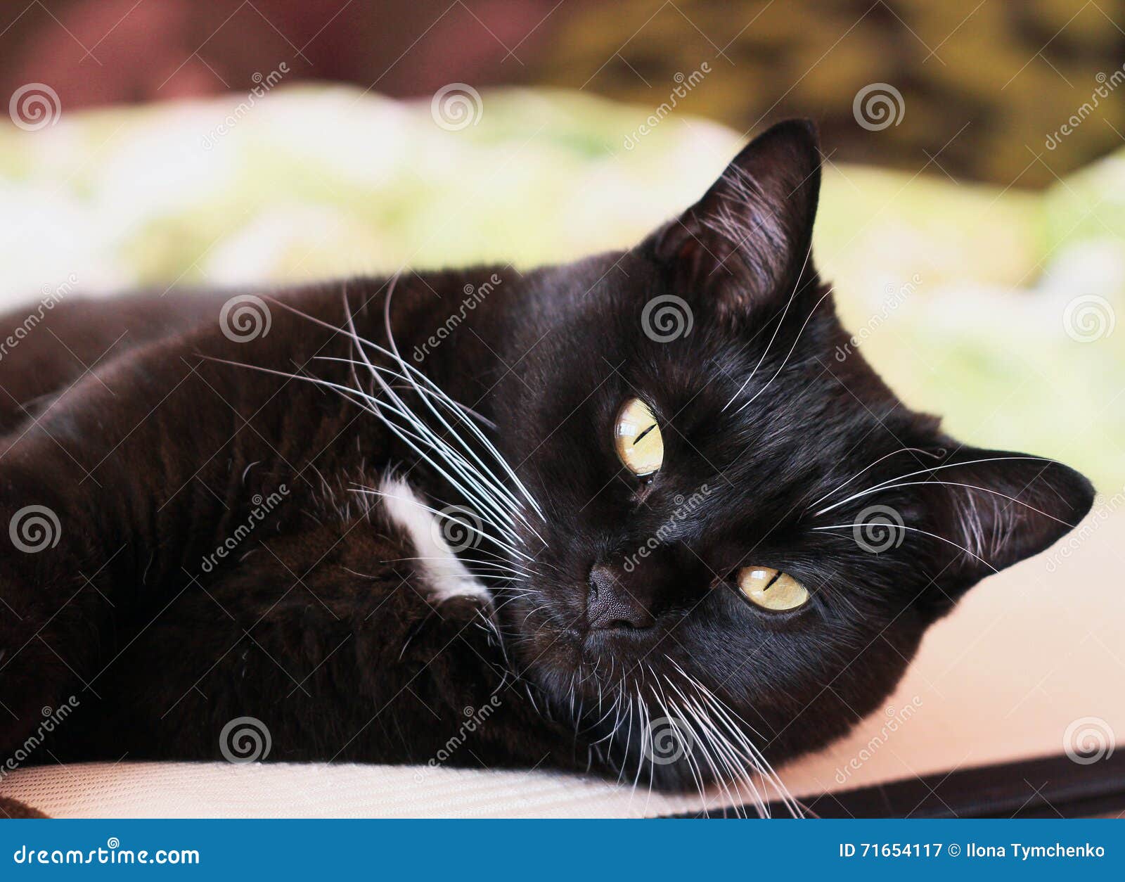 Portrait of a Black Cat with a White Whiskers Stock Image - Image of