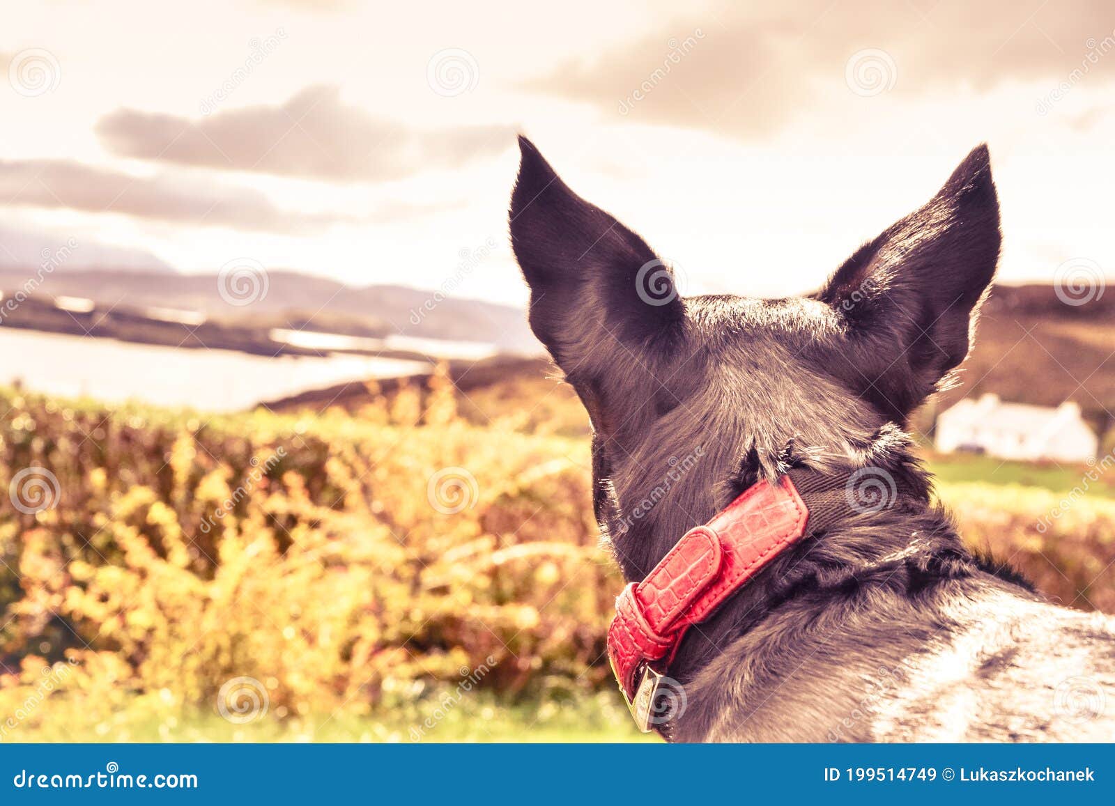 Portrait of a Black Dog with a Red Collar in a Field Stock Image