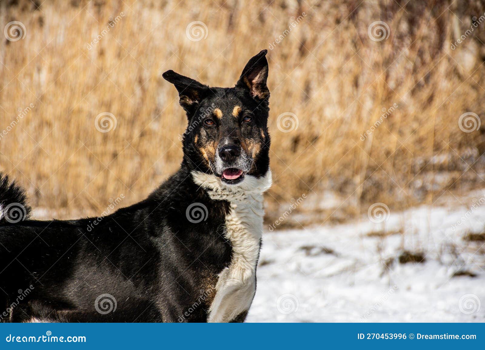 Portrait of a Black Dog with Red Eyebrows Stock Photo Image of
