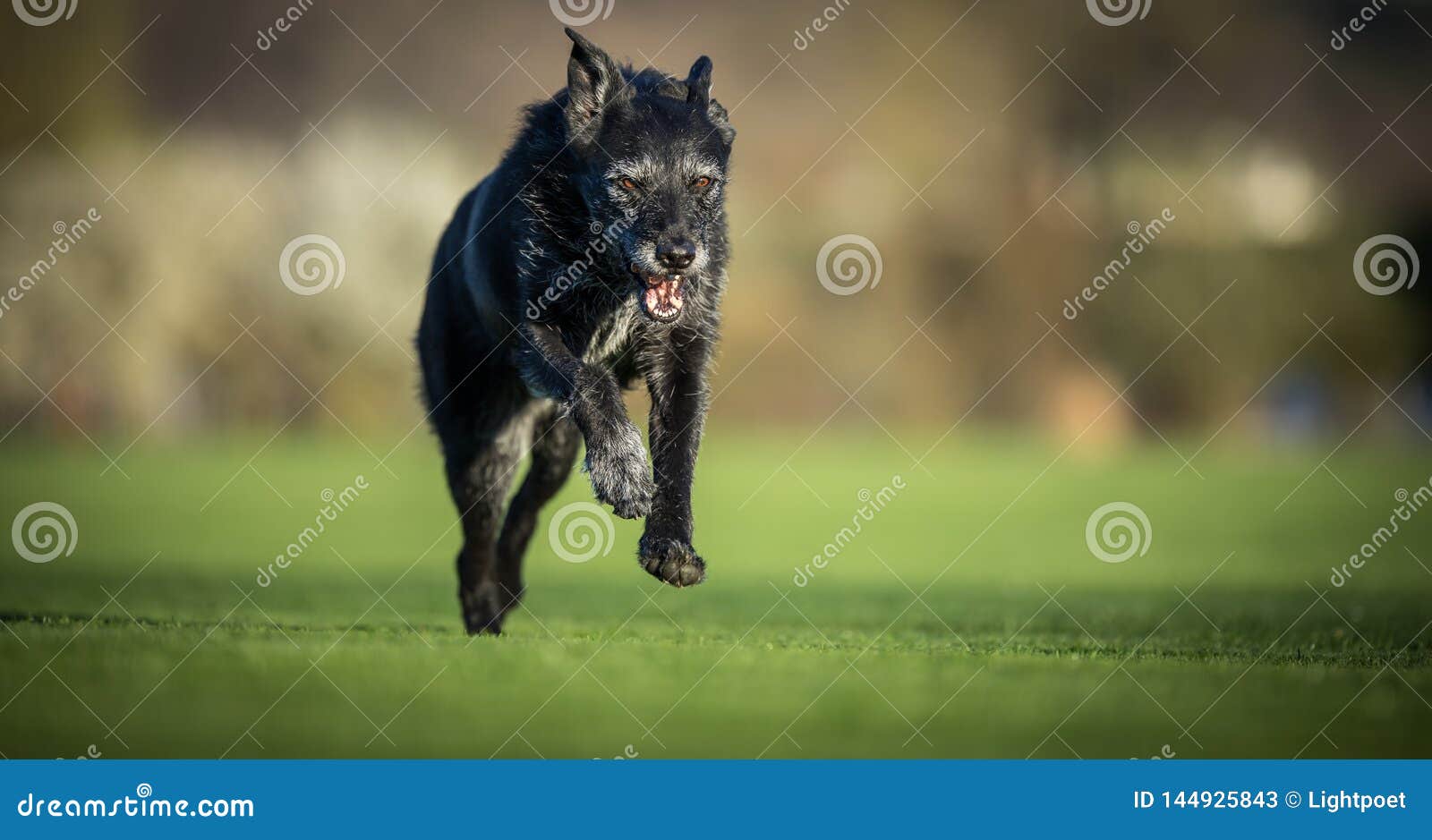 portrait of a black dog running fast outdoor