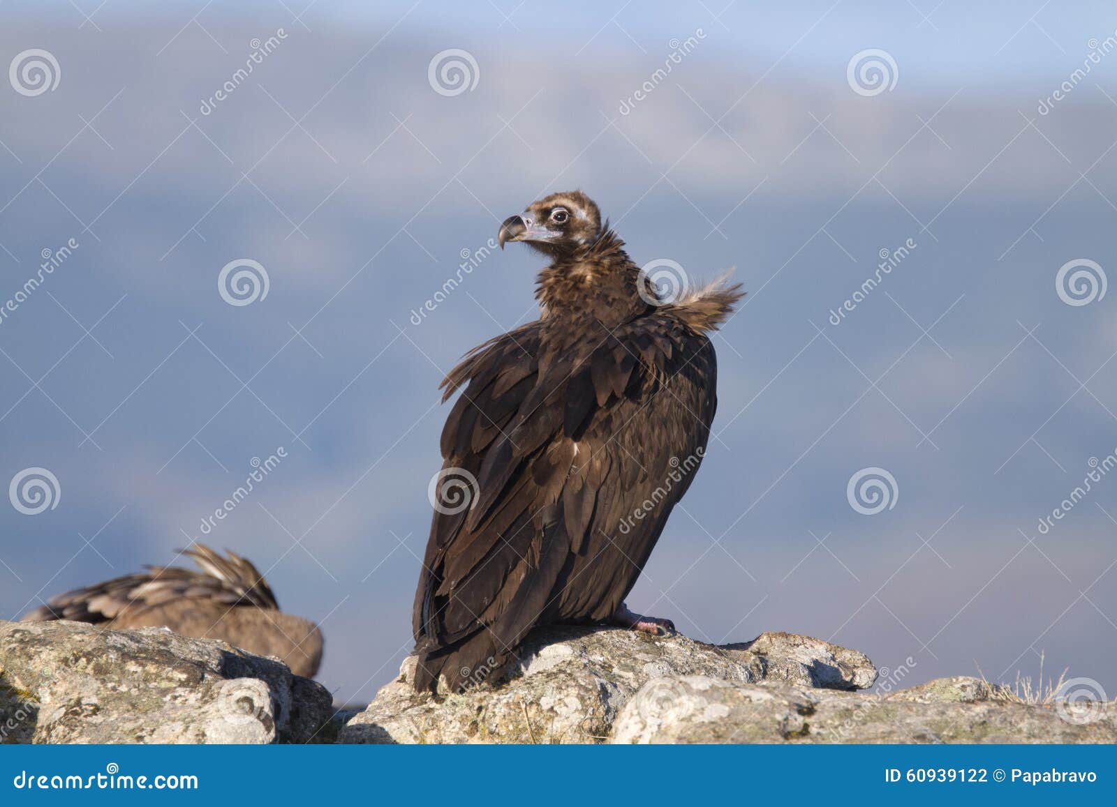 Portrait of Black and Griffon Scavenger Vultures Stock Photo - Image of ...