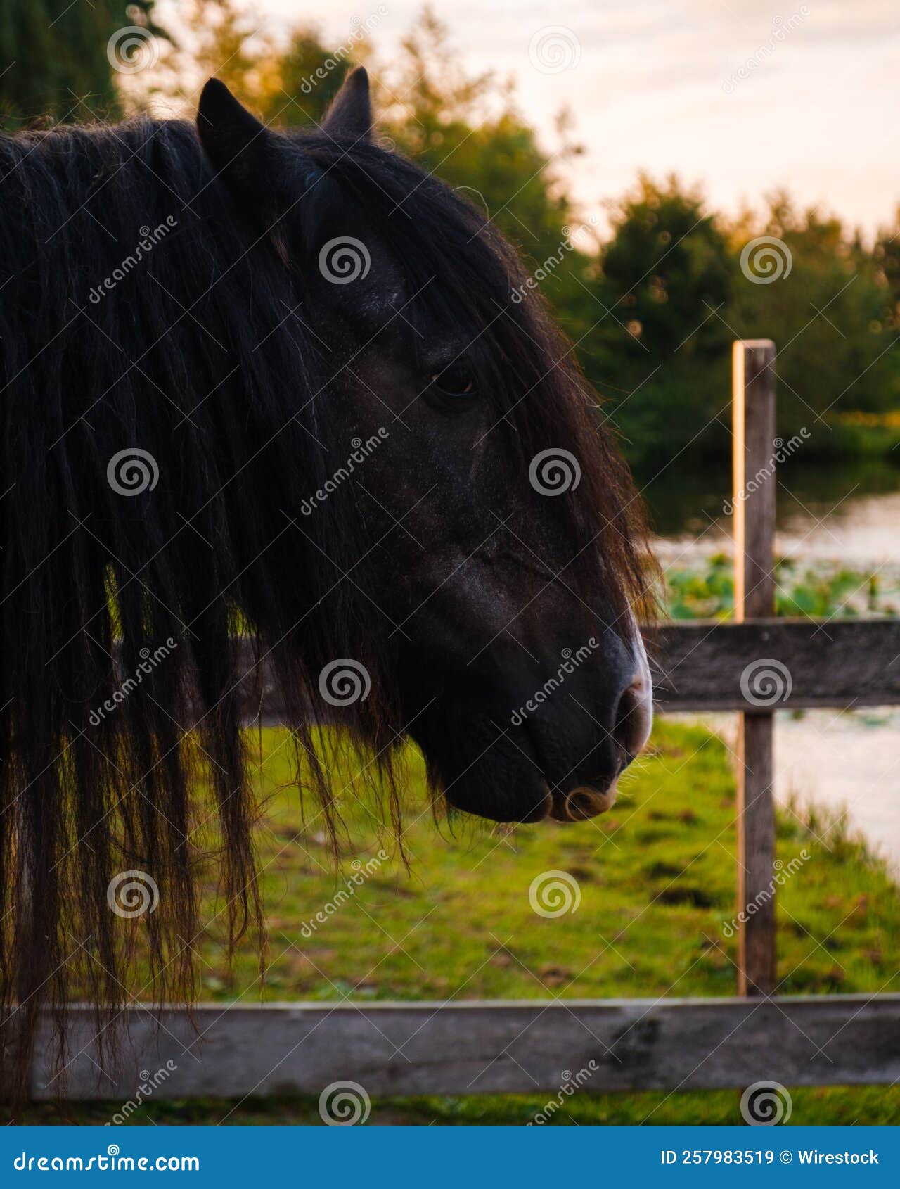 Portrait of a Black Horse in the Farm Stock Image Image of landscape