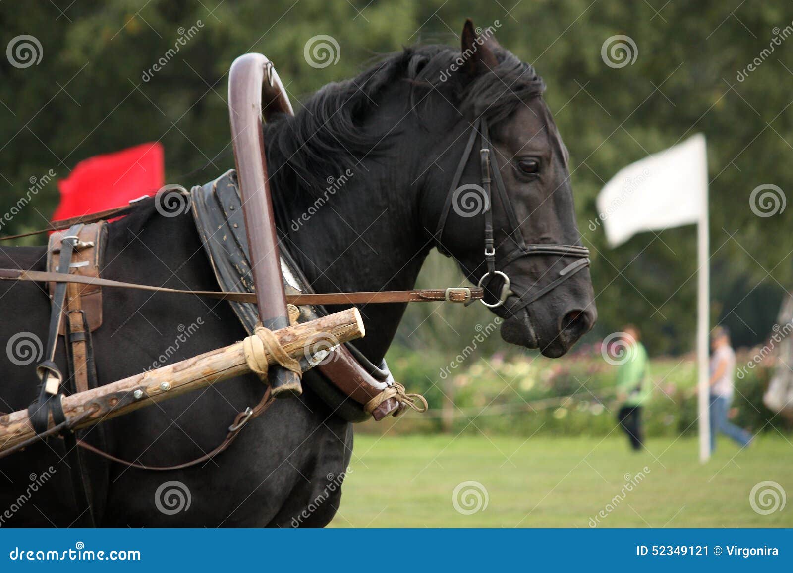 Portrait of Black Horse Pulling the Harness Stock Image Image of