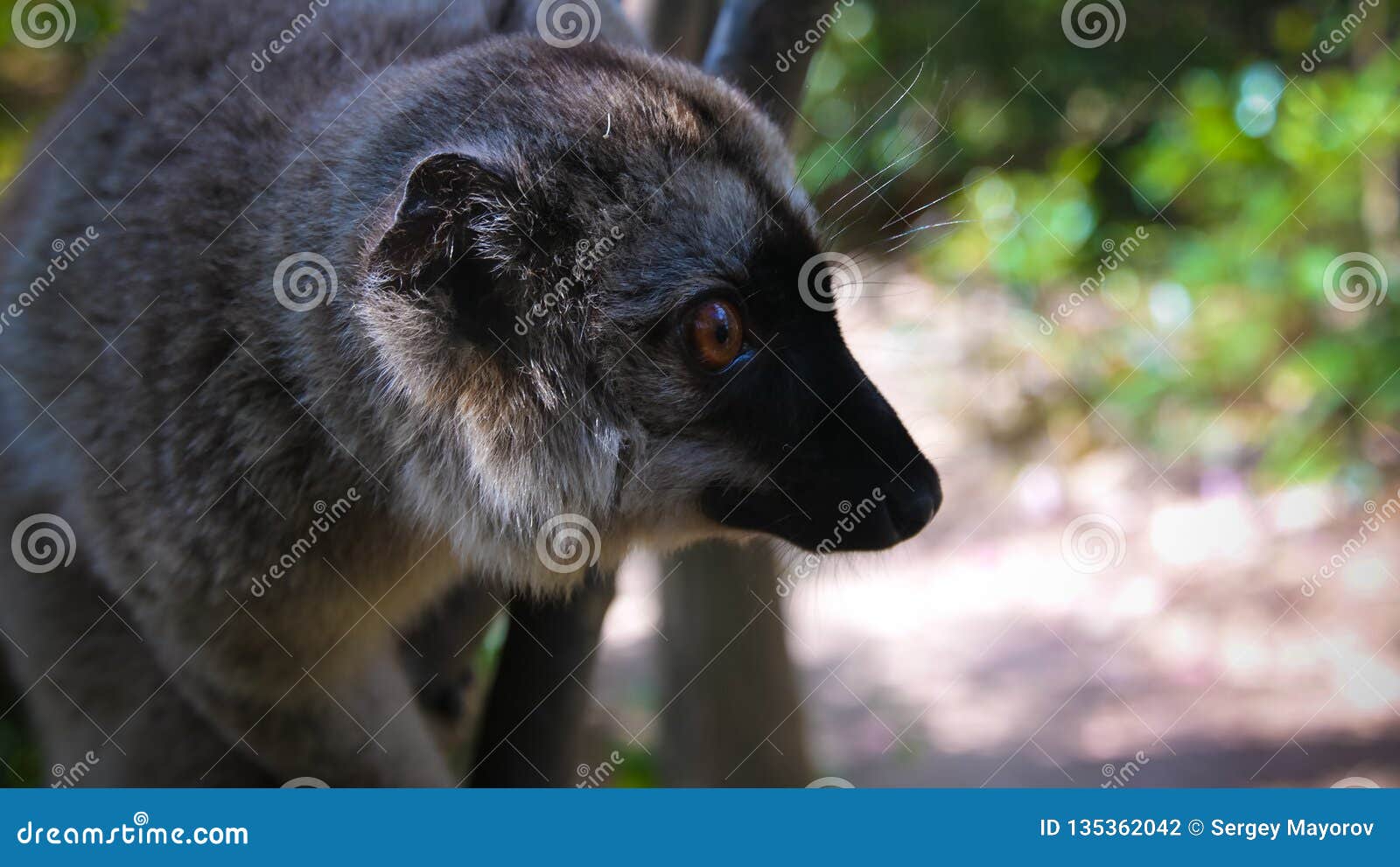 portrait of black lemur aka eulemur macaco male at the tree, atsinanana region, madagascar