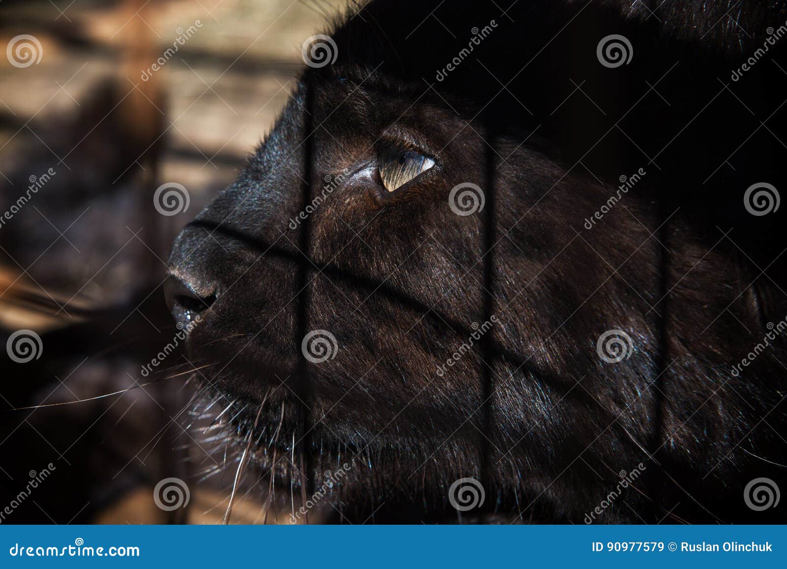 baby black puma