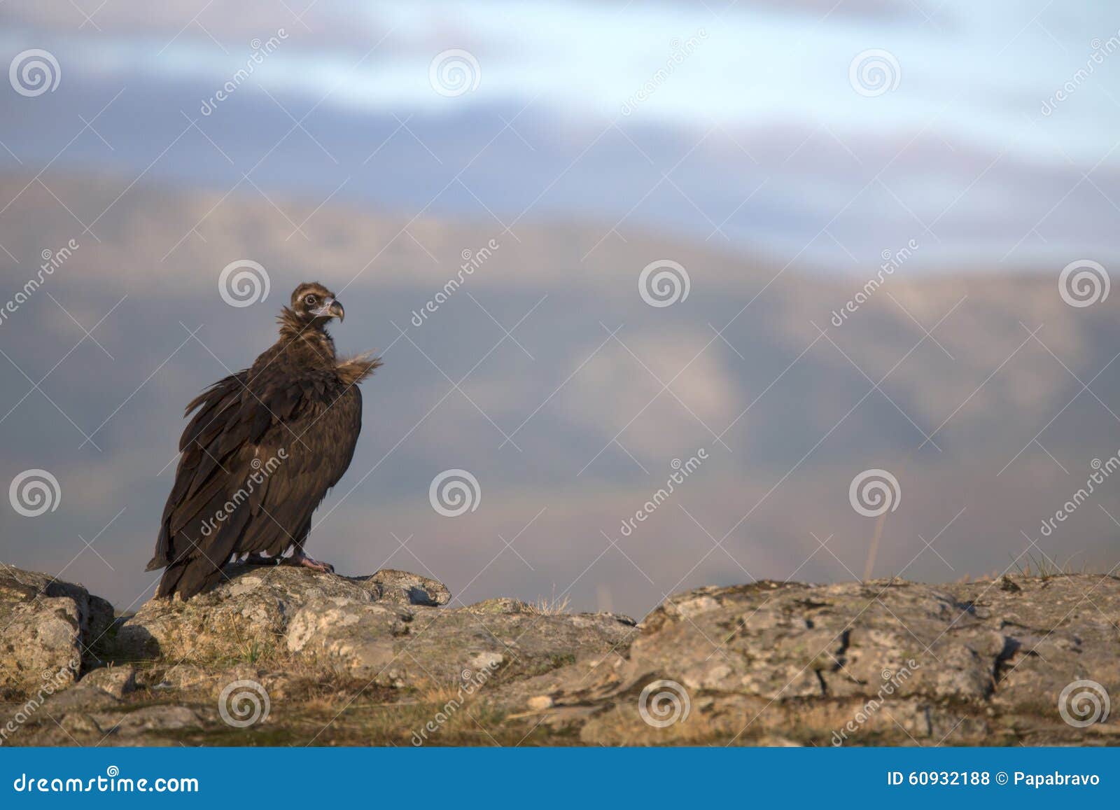 Portrait of Black Scavenger Vultures Stock Photo - Image of vulture ...