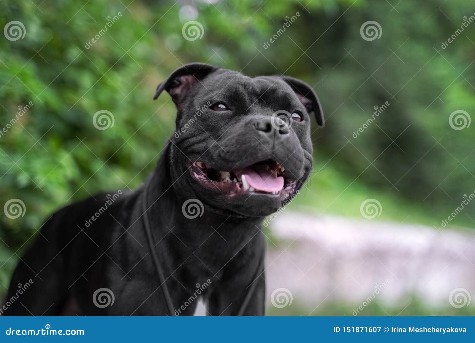 all black staffordshire bull terrier