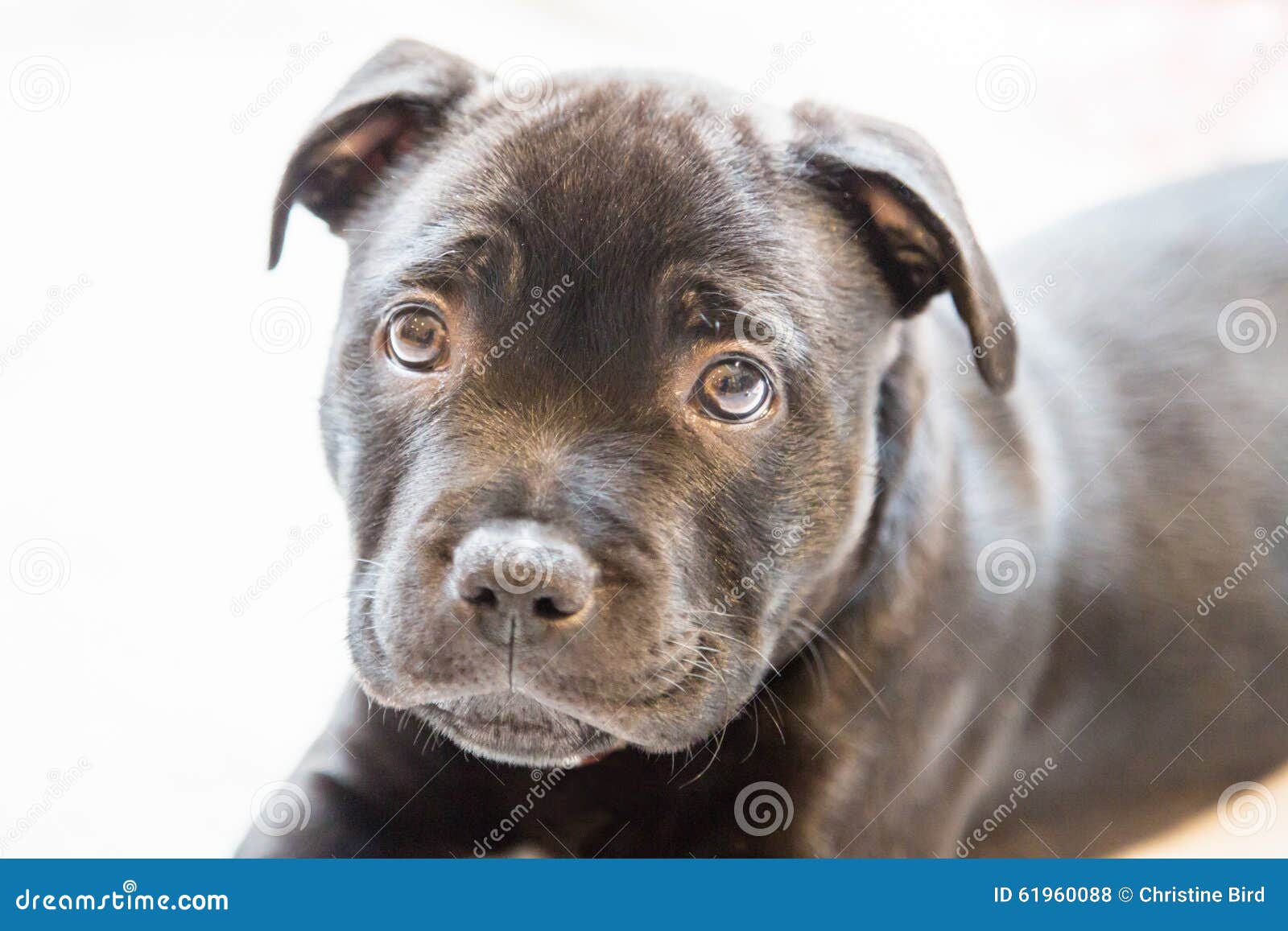 Portrait Of A Black Staffordshire Bull Terrier Puppy Stock Photo Image Of Lying Bull 61960088