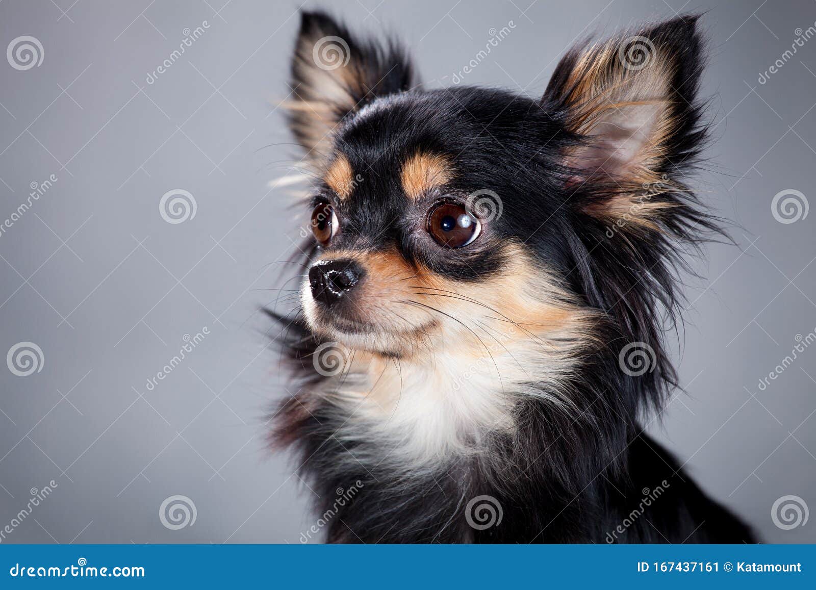 https://thumbs.dreamstime.com/z/portrait-black-tan-chihuahua-dog-adult-gray-background-studio-indoors-167437161.jpg