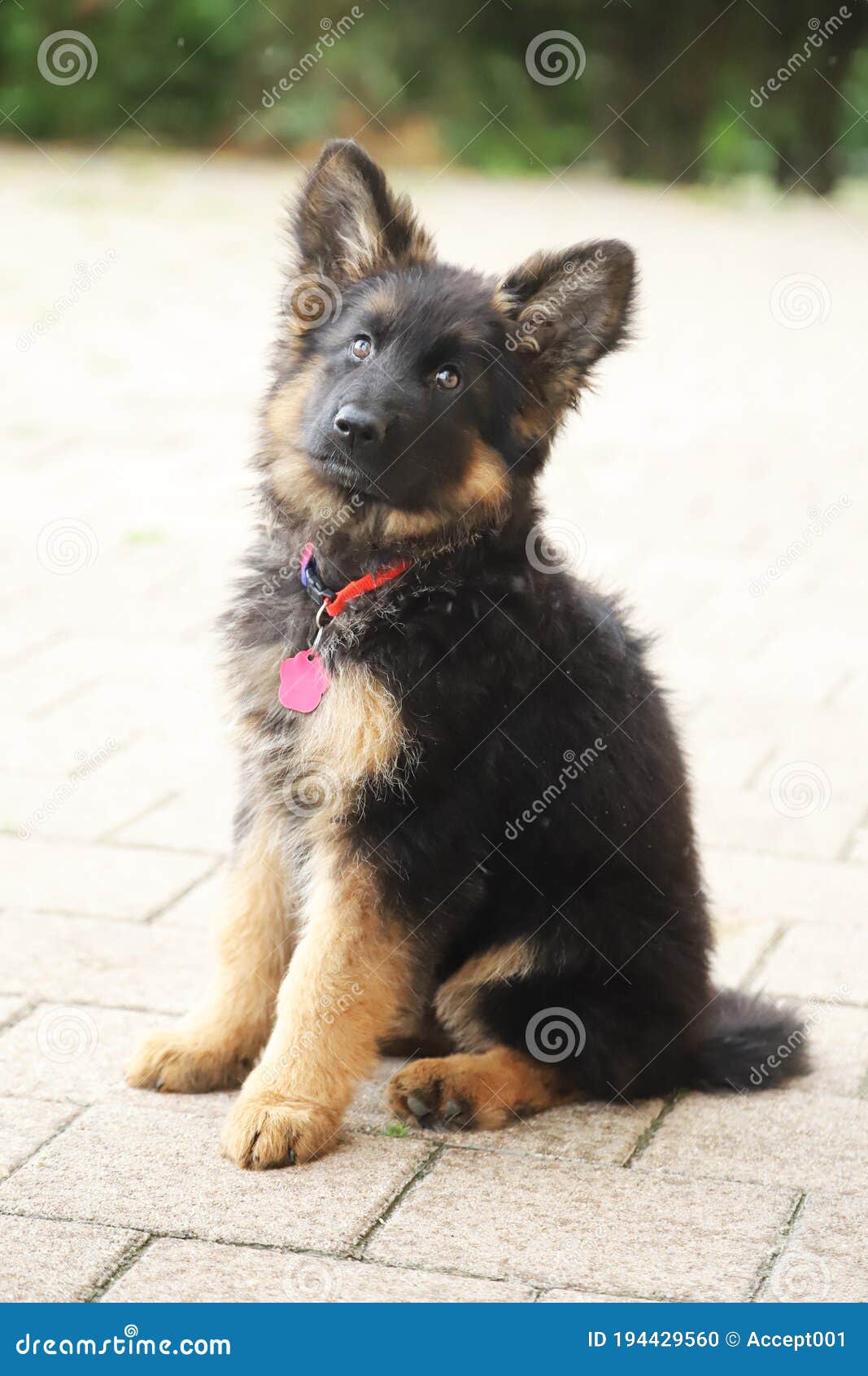 Portrait of a Black and Tan Long-haired German Shepherd Puppy Stock Photo -  Image of cute, kennel: 194429560