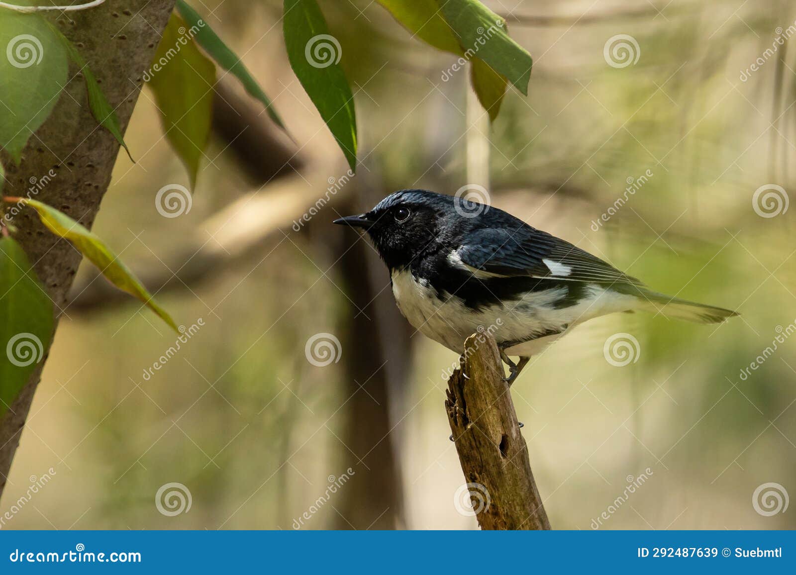portrait of black-throated blue warbler ( dendroica caerulescens)