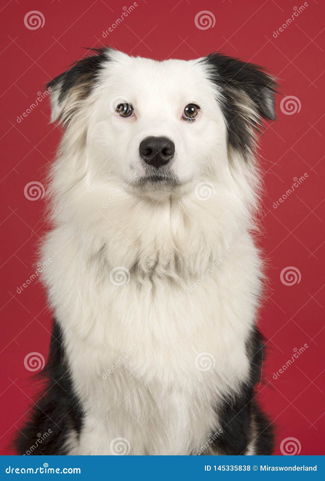 elasticitet Tegne afslappet Portrait of a Black and White Australian Shepherd Looking at the Camera on  a Red Background Stock Photo - Image of canine, animal: 145335838